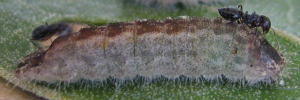 Larvae
